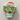 Christmas Cactus cookie
