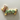 Christmas Dachshund Cookie