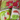 Grinch Sock Gift Pack