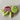 Turtle Cookie